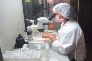 Aplicación de técnicas biotecnológicas para producir semilla de camote libre de enfermedades